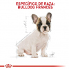 Bulldog Francés Puppy